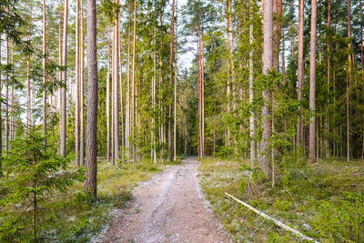 Road amidst trees in forest