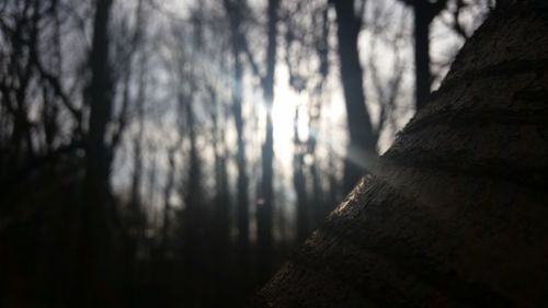 Tree trunk in forest