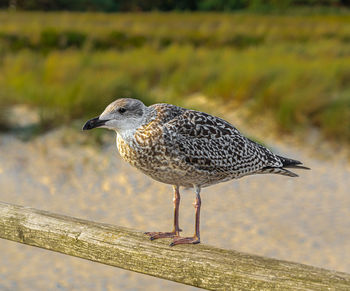 Close-up of bird perching on wooden railing