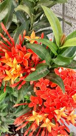 Close-up of red flowers