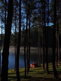 Scenic view of lake in forest