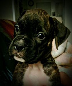 Close-up portrait of a dog