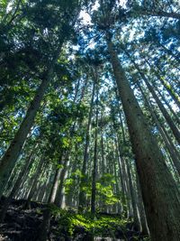 Low angle view of bamboo trees in forest