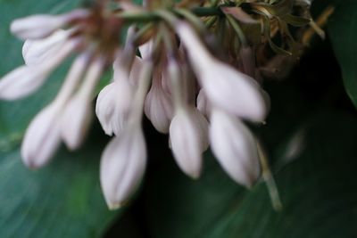 Close-up of flowers