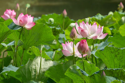 Close-up of pink lotus water lily in lake