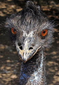 Close-up portrait of emu 