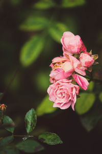 Close-up of pink rose