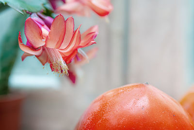 Close-up of red berries on plant