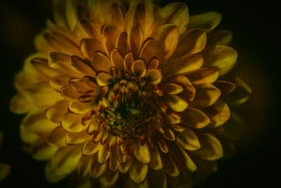 Close-up of yellow flowering plant