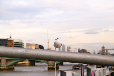 Seagull perching on railing