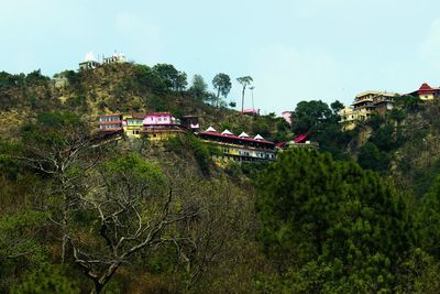 Trees growing in park