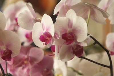 Close-up of pink phalaenopsis  orchids