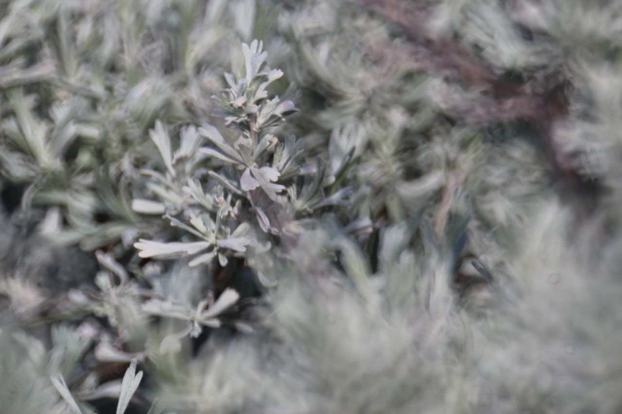 FULL FRAME SHOT OF WHITE FLOWERING PLANT