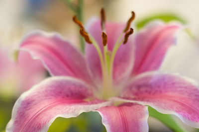 Close-up of pink flower blooming outdoors