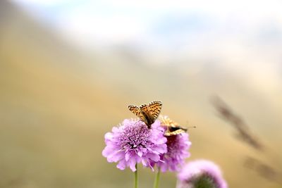 Close-up of bee on purple flower