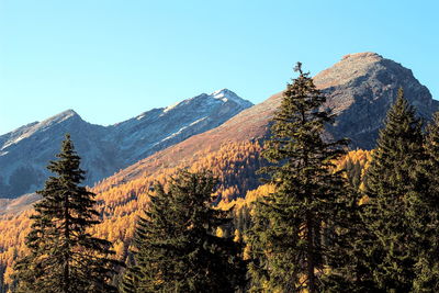 Pine trees and mountains against clear blue sky