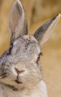 Close-up portrait of a rabbit