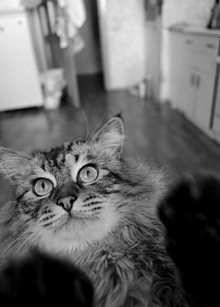 CLOSE-UP PORTRAIT OF CAT IN MOUTH