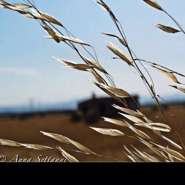 close-up, nature, clear sky, growth, sky, plant, focus on foreground, tranquility, beauty in nature, no people, sunlight, day, field, agriculture, outdoors, rural scene, tranquil scene, scenics, stem, selective focus