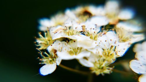 Close-up of white flowers