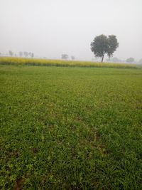 Scenic view of grassy field against sky