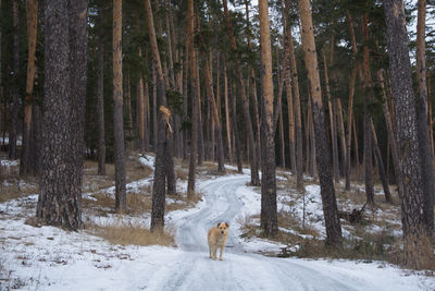 View of a forest on snow covered land