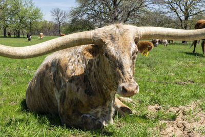 Cows in a field