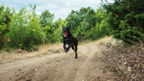 Dog running on dirt road
