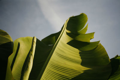 Low angle view of banana leaves on plant against sky