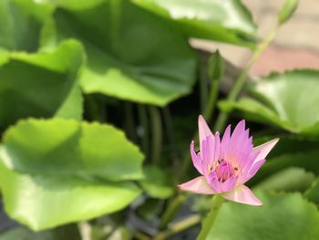 Close-up of pink water lily