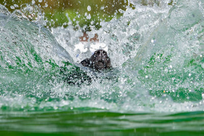 Close-up of dog swimming in sea