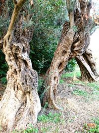 Close-up of tree trunk in forest