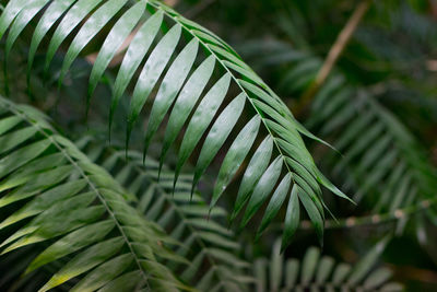 Close-up of fern