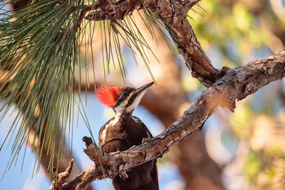 Low angle view of bird perching on tree