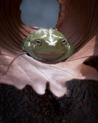 The australian green tree frog or dumpy tree frog, with natural and colorful background.