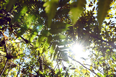 Low angle view of sunlight streaming through tree