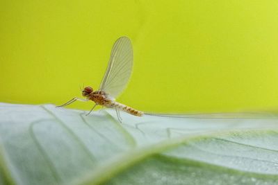 Close-up of insect