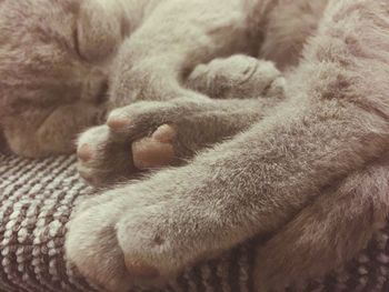 animal themes
