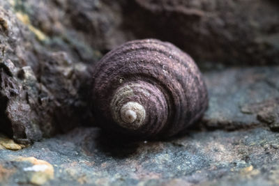 Close-up of snail on rock