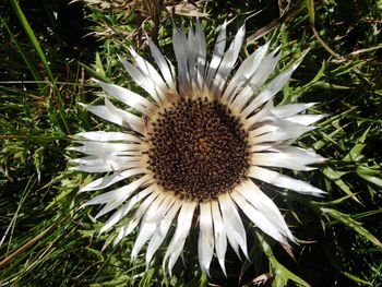 Close-up of white flower blooming on field
