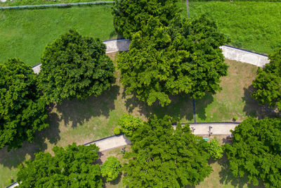 High angle view of trees and plants in garden