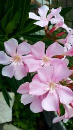 Close-up of pink flowers blooming outdoors