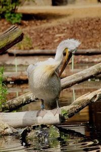 Close-up of bird perching on wood