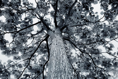 Low angle view of cherry tree