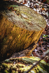 Close-up of tree stump