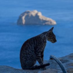Cat sitting on rock by sea