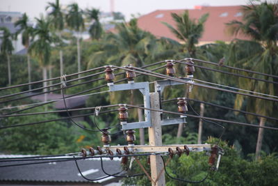 Close-up of palm trees against sky