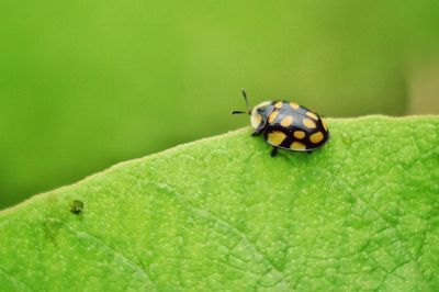 Close-up of ladybug on leaf