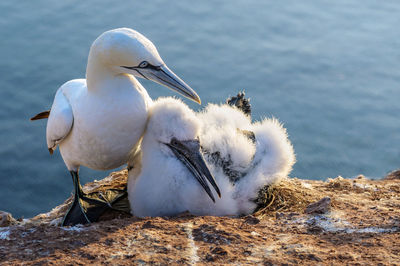 White birds on rock by sea