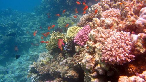 Coral reefs underwater with lots of fish